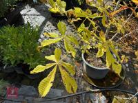 AESCULUS HIPPOCASTANUM (HORSE CHESTNUT) - 4