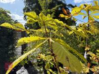 AESCULUS HIPPOCASTANUM (HORSE CHESTNUT) - 6