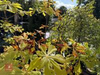 AESCULUS HIPPOCASTANUM (HORSE CHESTNUT) - 7