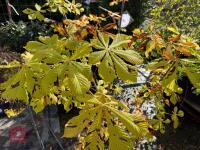AESCULUS HIPPOCASTANUM (HORSE CHESTNUT) - 8