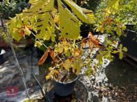 AESCULUS HIPPOCASTANUM (HORSE CHESTNUT) - 9