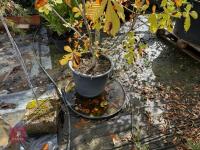AESCULUS HIPPOCASTANUM (HORSE CHESTNUT) - 10