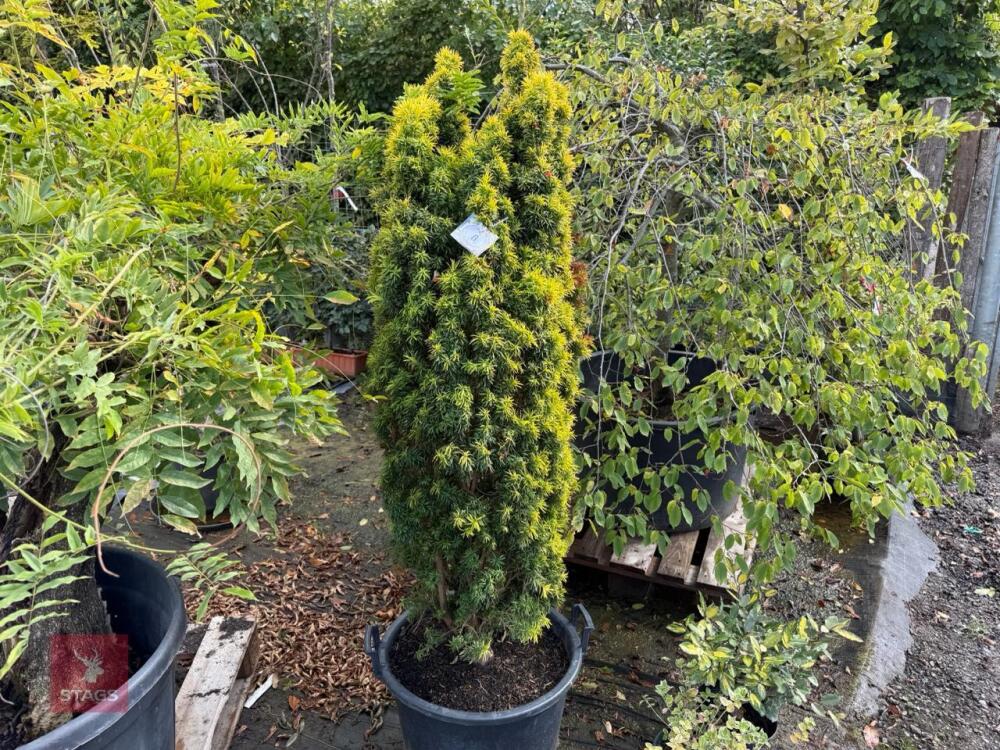 TAXUS BUCATA AUREA (GOLDEN IRISH YEW)