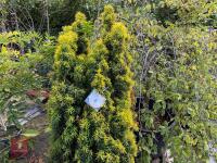 TAXUS BUCATA AUREA (GOLDEN IRISH YEW) - 2