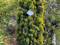 TAXUS BUCATA AUREA (GOLDEN IRISH YEW) - 3