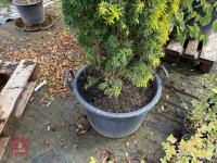 TAXUS BUCATA AUREA (GOLDEN IRISH YEW) - 5