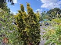TAXUS BUCATA AUREA (GOLDEN IRISH YEW) - 6