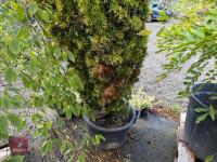 TAXUS BUCATA AUREA (GOLDEN IRISH YEW) - 7