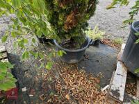 TAXUS BUCATA AUREA (GOLDEN IRISH YEW) - 8