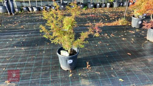 ACER PALMATUM JERRY SCHWARTZ