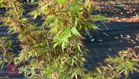 ACER PALMATUM JERRY SCHWARTZ - 3