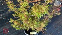 ACER PALMATUM JERRY SCHWARTZ - 4