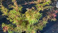 ACER PALMATUM JERRY SCHWARTZ - 6