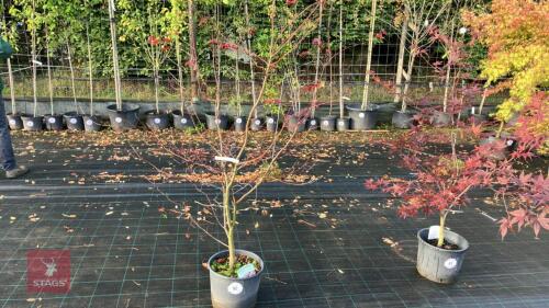 ACER PALMATUM BLOODGOOD (BLOODGOOD JAPAN
