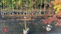ACER PALMATUM BLOODGOOD (BLOODGOOD JAPAN