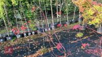 ACER PALMATUM BLOODGOOD (BLOODGOOD JAPAN - 5
