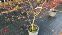ACER PALMATUM BLOODGOOD (BLOODGOOD JAPAN - 6