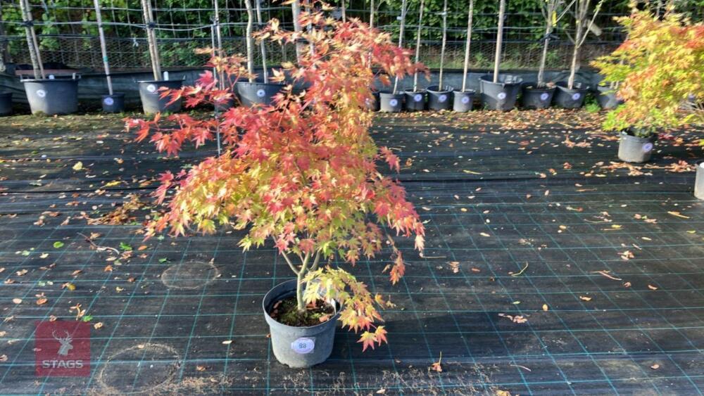 ACER PALMATUM ORANGE DREAM