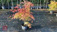 ACER PALMATUM ORANGE DREAM