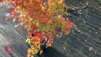 ACER PALMATUM ORANGE DREAM - 3
