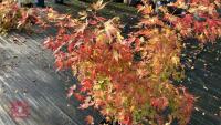 ACER PALMATUM ORANGE DREAM - 4