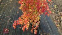 ACER PALMATUM ORANGE DREAM - 5