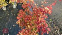 ACER PALMATUM ORANGE DREAM - 6