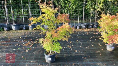 ACER PALMATUM ORANGE DREAM
