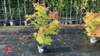ACER PALMATUM ORANGE DREAM