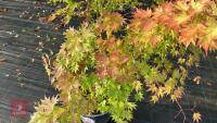 ACER PALMATUM ORANGE DREAM - 3