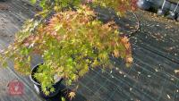 ACER PALMATUM ORANGE DREAM - 4