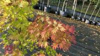 ACER PALMATUM ORANGE DREAM - 5