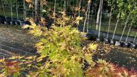 ACER PALMATUM ORANGE DREAM - 6