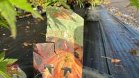 ACER PALMATUM ORANGE DREAM - 7