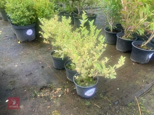3 HEDGING PLANTS