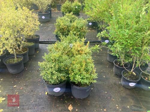 5 BUXUS SEMPERVIRENS (BOX)