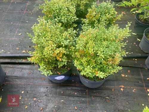 5 BUXUS SEMPERVIRENS (BOX)