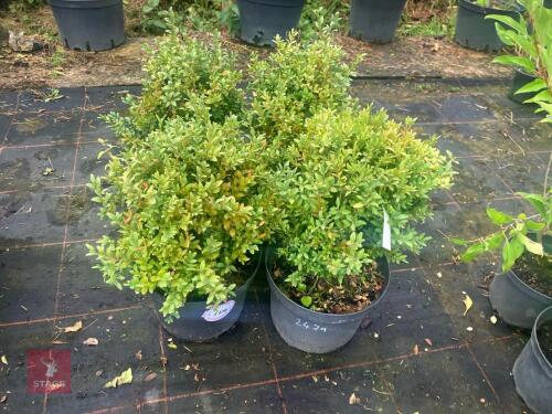 4 BUXUS SEMPERVIRENS