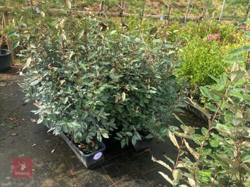 2 1M TRAYS OF ELEAGNUS EBBINGEII