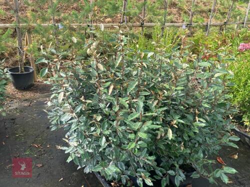 2 1M TRAYS OF ELEAGNUS EBBINGEII