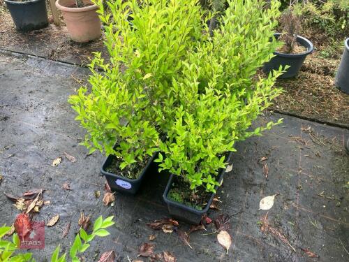 2 1M TRAYS OF LIGUSTRUM VULGARE