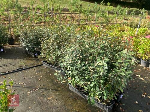 2 1M TRAYS OF ELEAGNUS EBBINGEII