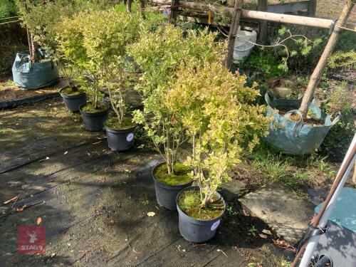 2 HEDGING PLANTS