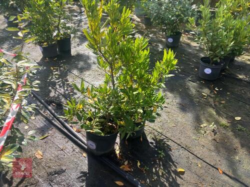 2 HEDGING PLANTS