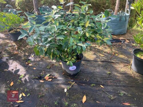 1 HEDGING PLANT