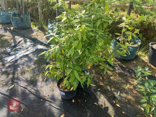 2 HEDGING PLANTS
