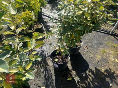 2 HEDGING PLANTS