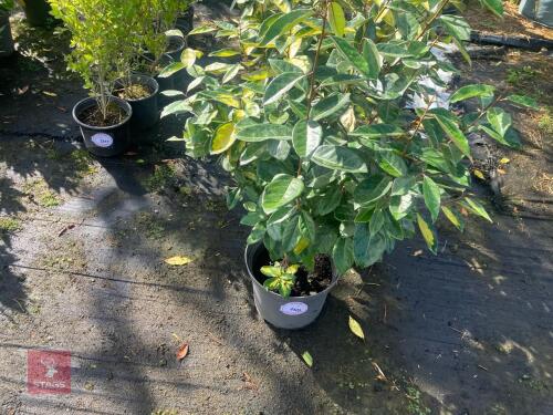 2 HEDGING PLANTS