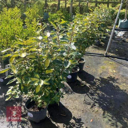2 HEDGING PLANTS