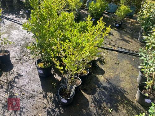 5 LIGUSTRUM OVALIFOLIUM (KOREAN PRIVET)